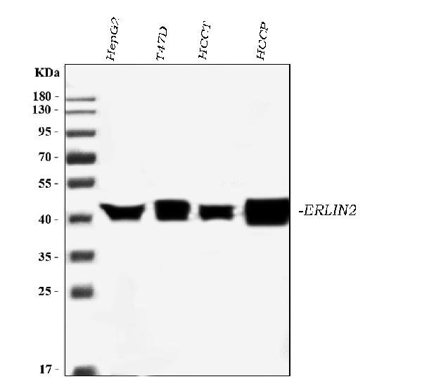 1 - Anti-Erlin-2/ERLIN2 Antibody Picoband™ (monoclonal, 3H9A2) ABO16568