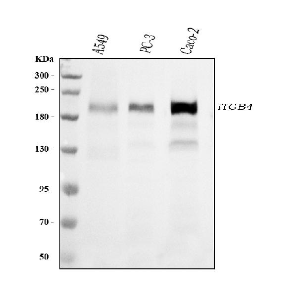 1 - Anti-Integrin beta 4/ITGB4 Antibody Picoband™ (monoclonal, 7G10D2) ABO16569