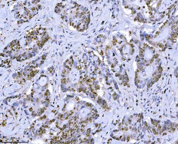 2 - Anti-MCM7 Antibody Picoband™ (monoclonal, 3H11) ABO16570