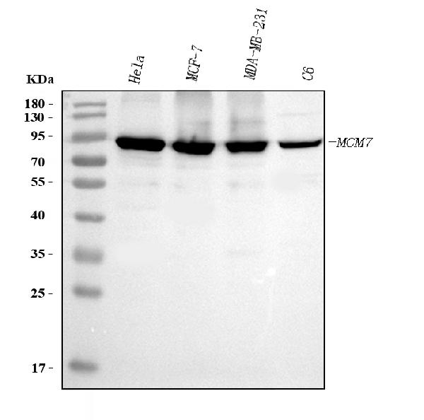 1 - Anti-MCM7 Antibody Picoband™ (monoclonal, 3H11) ABO16570