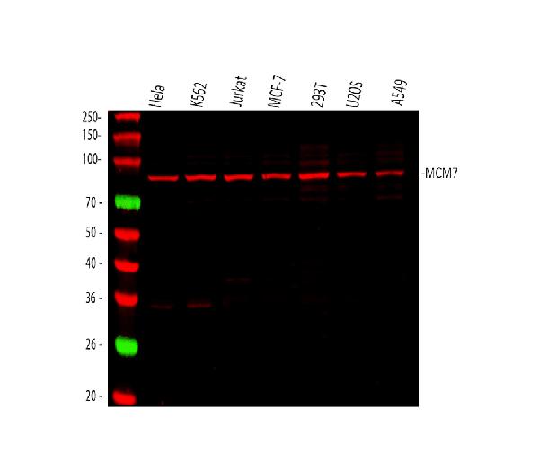 1 - Anti-MCM7 Antibody Picoband™ (monoclonal, 3H11) ABO16570