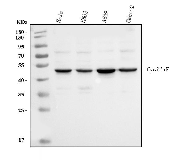 1 - Anti-Cyclin E1/CCNE1 Antibody Picoband™ (monoclonal, 8B9C3) ABO16571