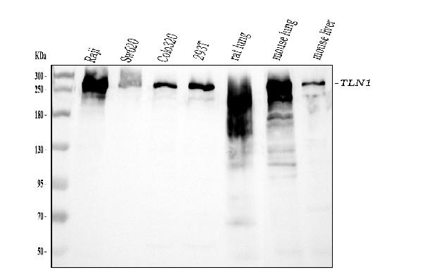 1 - Anti-Talin 1/TLN1 Antibody Picoband™ (monoclonal, 2G10D2) ABO16572