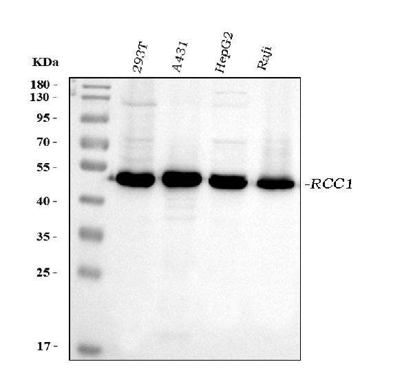 1 - Anti-RCC1 Antibody Picoband™ (monoclonal, 7B5D2) ABO16573