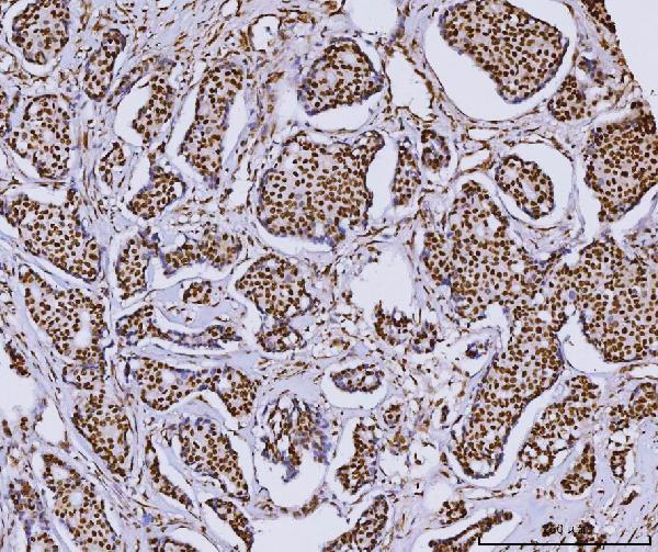2 - Anti-RCC1 Antibody Picoband™ (monoclonal, 6B11E7) ABO16574