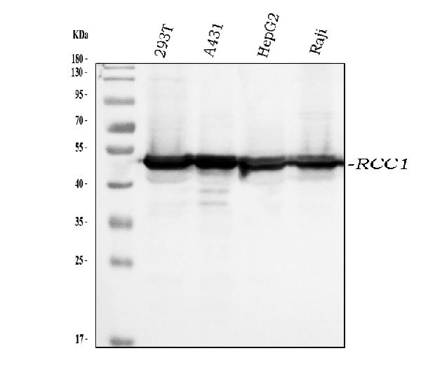 1 - Anti-RCC1 Antibody Picoband™ (monoclonal, 6B11E7) ABO16574