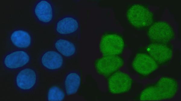 3 - Anti-KHSRP Antibody Picoband™ (monoclonal, 4F10D2) ABO16575
