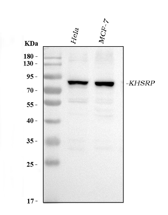1 - Anti-KHSRP Antibody Picoband™ (monoclonal, 4F10D2) ABO16575