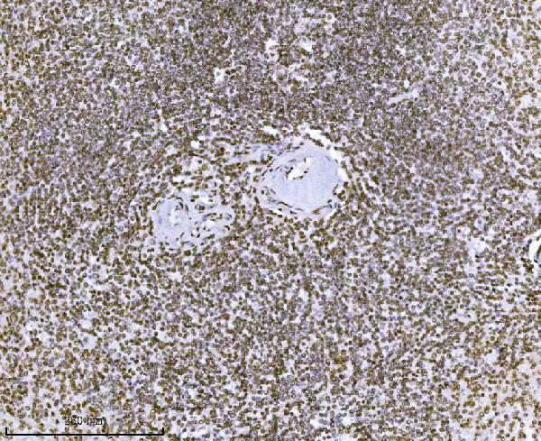 2 - Anti-KPNB1 Antibody Picoband™ (monoclonal, 3I11F2) ABO16576