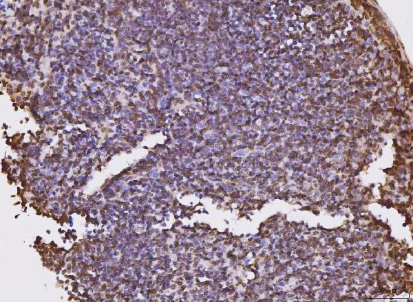 2 - Anti-KPNB1 Antibody Picoband™ (monoclonal, 3I11F2) ABO16576