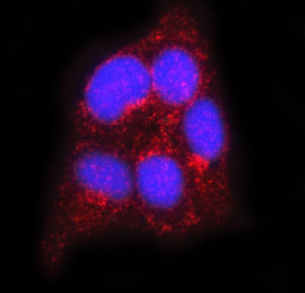 3 - Anti-Flotillin 2 Antibody Picoband™ (monoclonal, 4D8A3) ABO16577