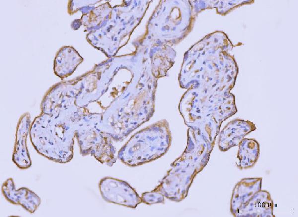 2 - Anti-Flotillin 2 Antibody Picoband™ (monoclonal, 4D8A3) ABO16577