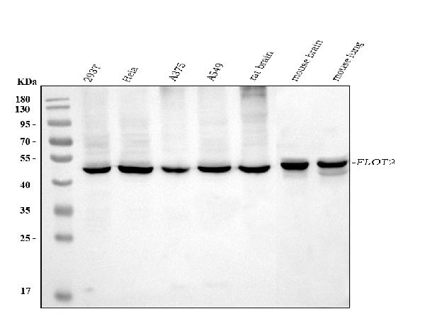 1 - Anti-Flotillin 2 Antibody Picoband™ (monoclonal, 4D8A3) ABO16577