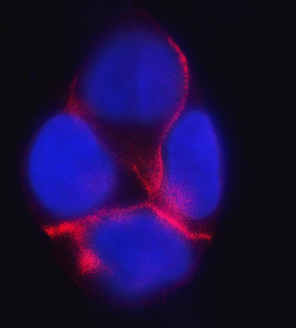3 - Anti-delta 1 Catenin/CAS/CTNND1 Antibody Picoband™ (monoclonal, 8G7E4) ABO16578