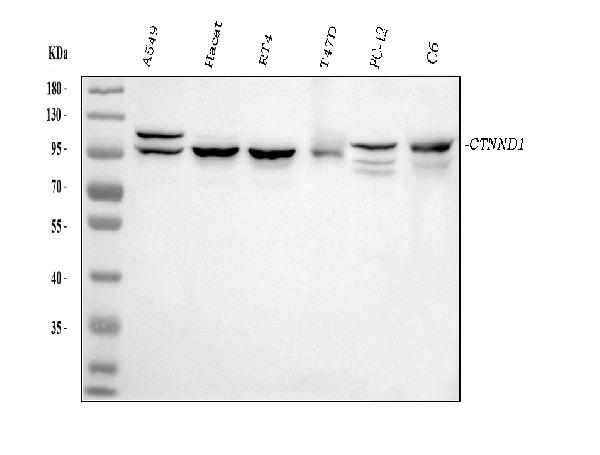 1 - Anti-delta 1 Catenin/CAS/CTNND1 Antibody Picoband™ (monoclonal, 8G7E4) ABO16578