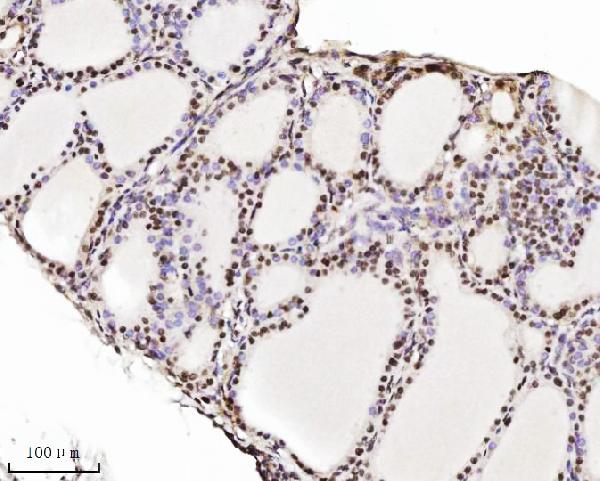 2 - Anti-TRIM24 Antibody Picoband™ (monoclonal, 4G6C2) ABO16579