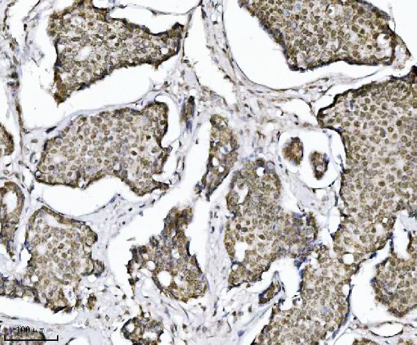 2 - Anti-TRIM24 Antibody Picoband™ (monoclonal, 4G6C2) ABO16579