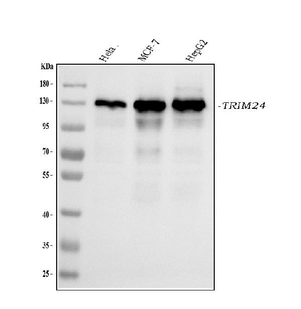 1 - Anti-TRIM24 Antibody Picoband™ (monoclonal, 4G6C2) ABO16579