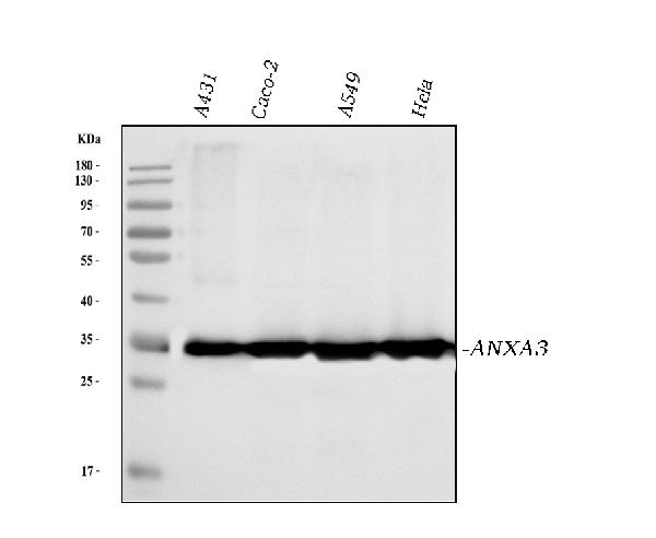 1 - Anti-Annexin A3 Antibody Picoband™ (monoclonal, 2H3H8) ABO16580