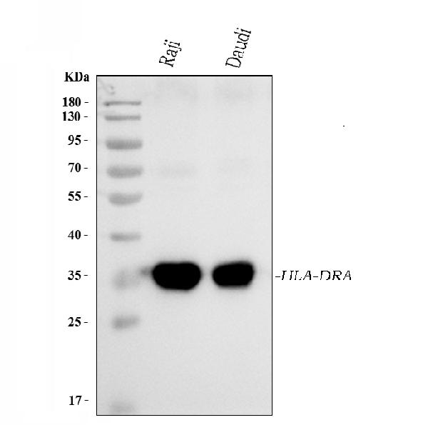 1 - Anti-HLA-DR/HLA-DRA Antibody Picoband™ (monoclonal, 8I10H1) ABO16581