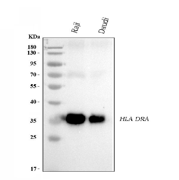1 - Anti-HLA-DR/HLA-DRA Antibody Picoband™ (monoclonal, 5B13F7) ABO16582