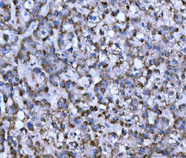 2 - Anti-WDR1 Antibody Picoband™ (monoclonal, 5C11C8) ABO16584