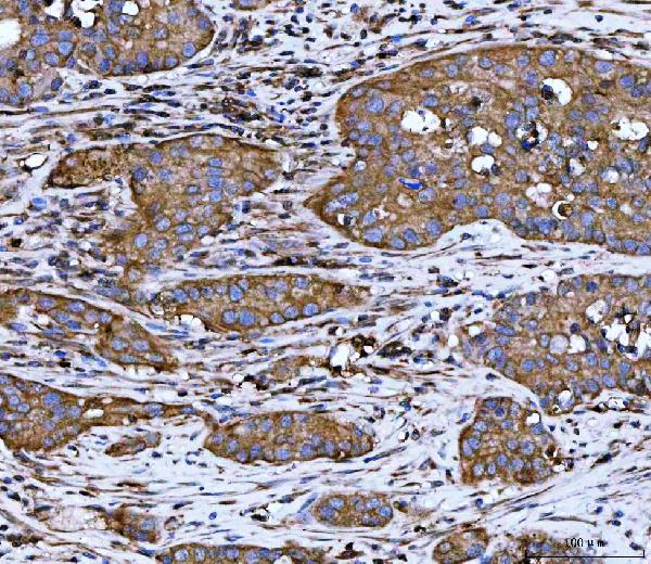 2 - Anti-WDR1 Antibody Picoband™ (monoclonal, 5C11C8) ABO16584