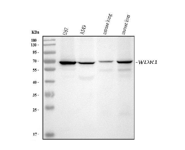 1 - Anti-WDR1 Antibody Picoband™ (monoclonal, 5C11C8) ABO16584