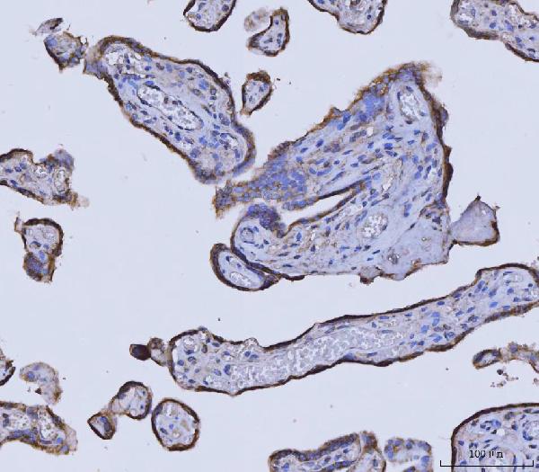 2 - Anti-Glycine decarboxylase/GLDC Antibody Picoband™ (monoclonal, 3D3D3) ABO16585