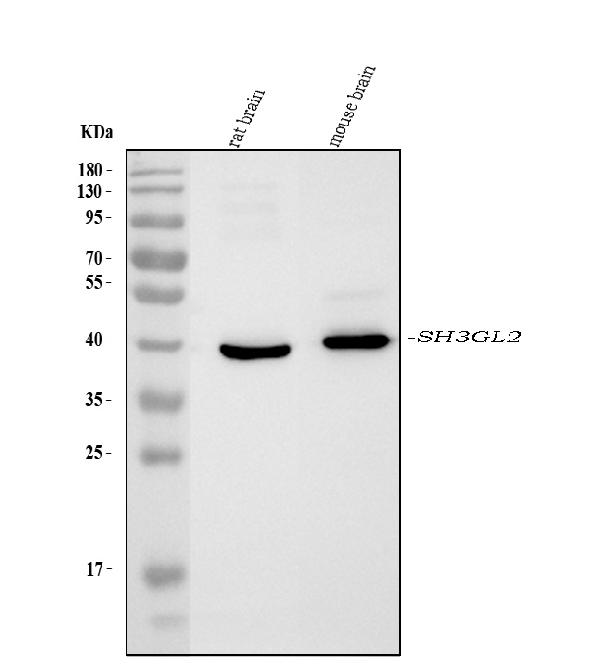 1 - Anti-SH3GL2 Antibody Picoband™ (monoclonal, 6I8E1) ABO16586