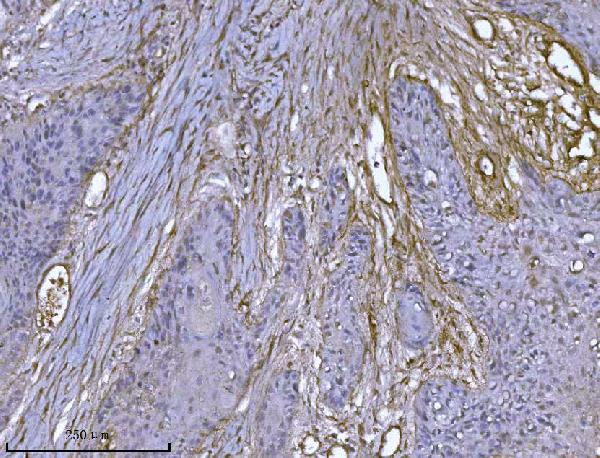 2 - Anti-Integrin linked ILK Antibody Picoband™ (monoclonal, 3C7E1) ABO16587