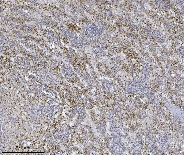 2 - Anti-Integrin linked ILK Antibody Picoband™ (monoclonal, 3C7E1) ABO16587