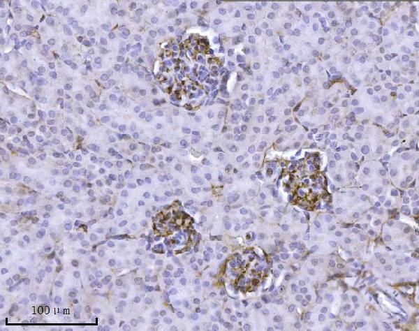 2 - Anti-Integrin linked ILK Antibody Picoband™ (monoclonal, 3C7E1) ABO16587