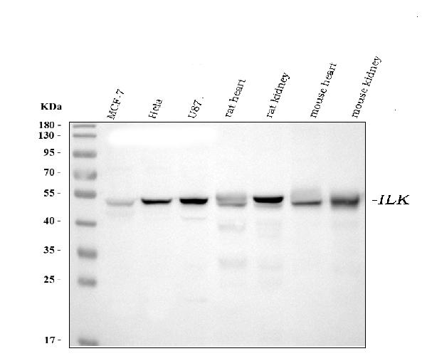 1 - Anti-Integrin linked ILK Antibody Picoband™ (monoclonal, 3C7E1) ABO16587