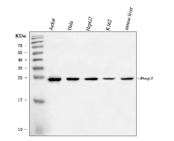 1 - Anti-BAG2 Antibody Picoband™ (monoclonal, 8F11G2) ABO16589