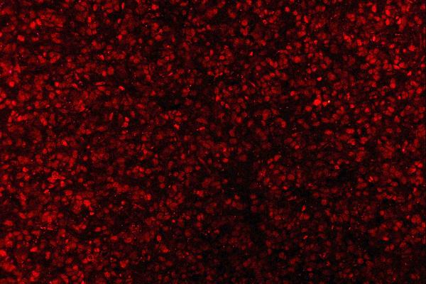 3 - Anti-AREB6/ZEB1 Antibody Picoband™ (monoclonal, 8B12D7) ABO16590