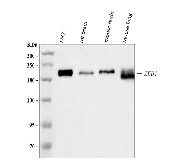 1 - Anti-AREB6/ZEB1 Antibody Picoband™ (monoclonal, 8B12D7) ABO16590