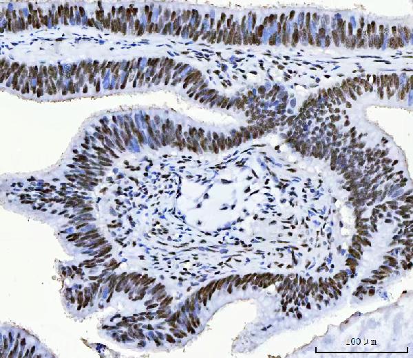 2 - Anti-CPSF6 Antibody Picoband™ (monoclonal, 3F11E1) ABO16592