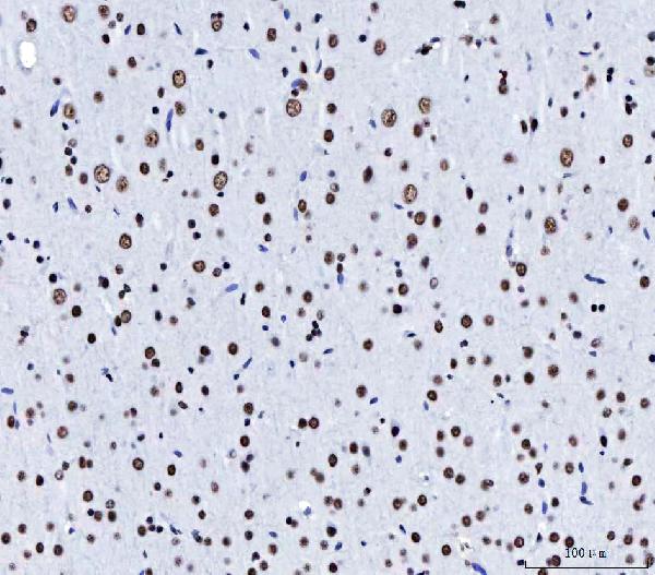 2 - Anti-CPSF6 Antibody Picoband™ (monoclonal, 3F11E1) ABO16592