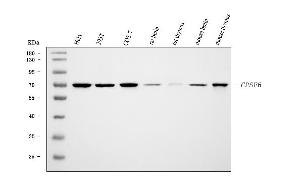 1 - Anti-CPSF6 Antibody Picoband™ (monoclonal, 3F11E1) ABO16592