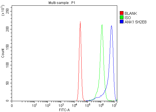 1 - Anti-Ankyrin erythroid/ANK/ANK1 Antibody Picoband™ (monoclonal, 5H2E8) ABO16594