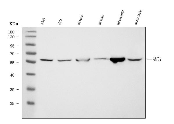 1 - Anti-ME1 Antibody Picoband™ (monoclonal, 5E5F7) ABO16595