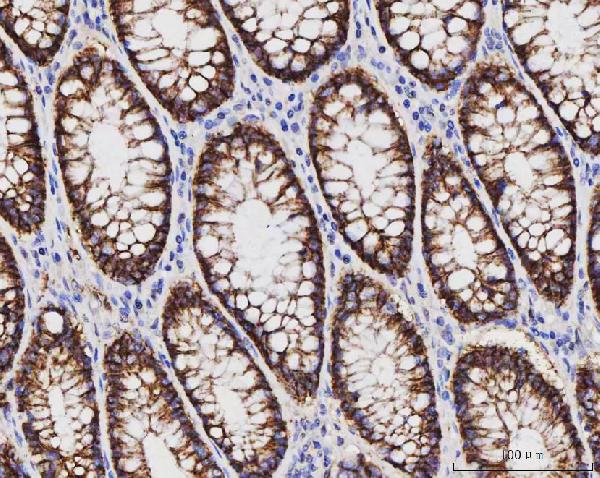 2 - Anti-Claudin 3/CLDN3 Antibody Picoband™ (monoclonal, 4C7D2) ABO16596
