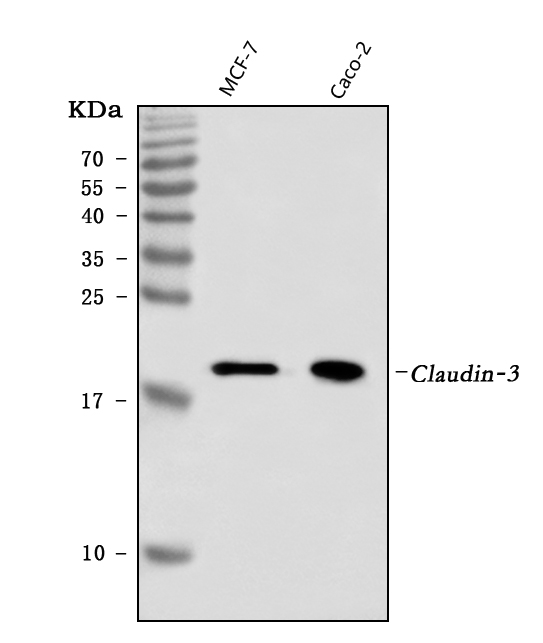 1 - Anti-Claudin 3/CLDN3 Antibody Picoband™ (monoclonal, 4C7D2) ABO16596