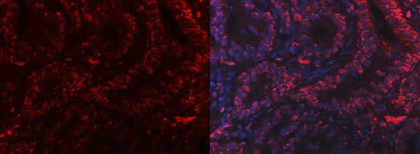 3 - Anti-PC4/SUB1 Antibody Picoband™ (monoclonal, 8D9D1) ABO16597
