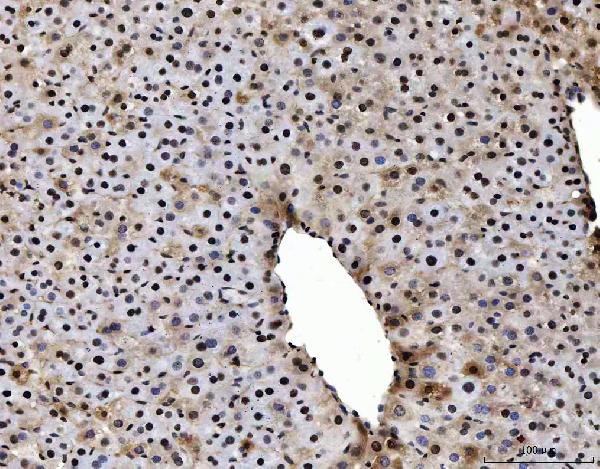 2 - Anti-PC4/SUB1 Antibody Picoband™ (monoclonal, 8D9D1) ABO16597