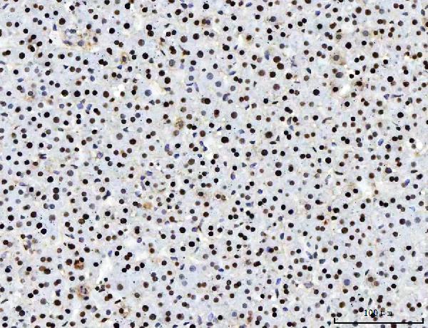 2 - Anti-PC4/SUB1 Antibody Picoband™ (monoclonal, 8D9D1) ABO16597