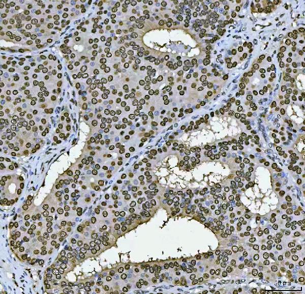 2 - Anti-PC4/SUB1 Antibody Picoband™ (monoclonal, 8D9D1) ABO16597