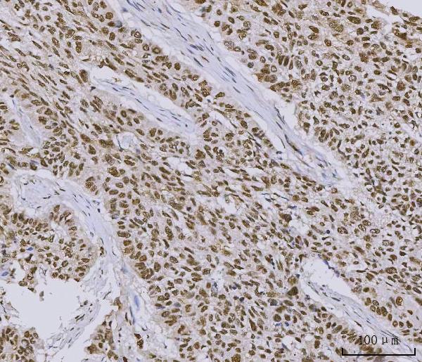 2 - Anti-PC4/SUB1 Antibody Picoband™ (monoclonal, 8D9D1) ABO16597