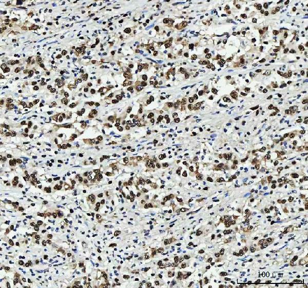 2 - Anti-PC4/SUB1 Antibody Picoband™ (monoclonal, 8D9D1) ABO16597